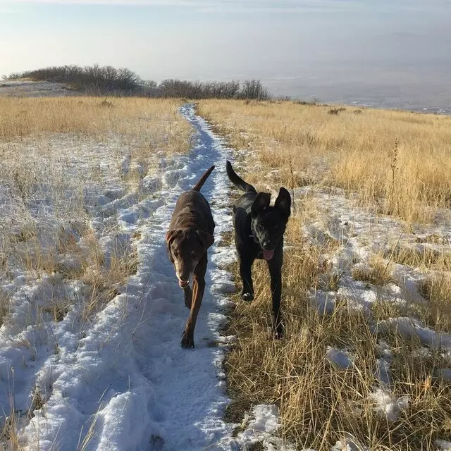 All Good Dogs