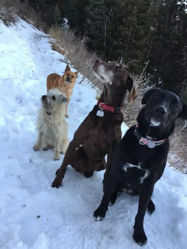 All Good Dogs