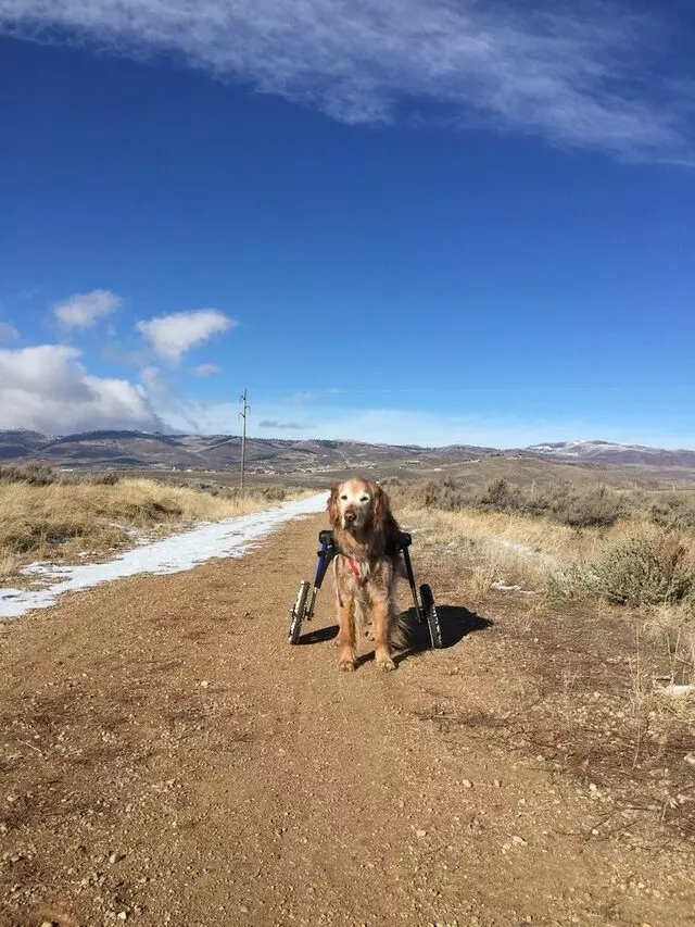 All Good Dogs