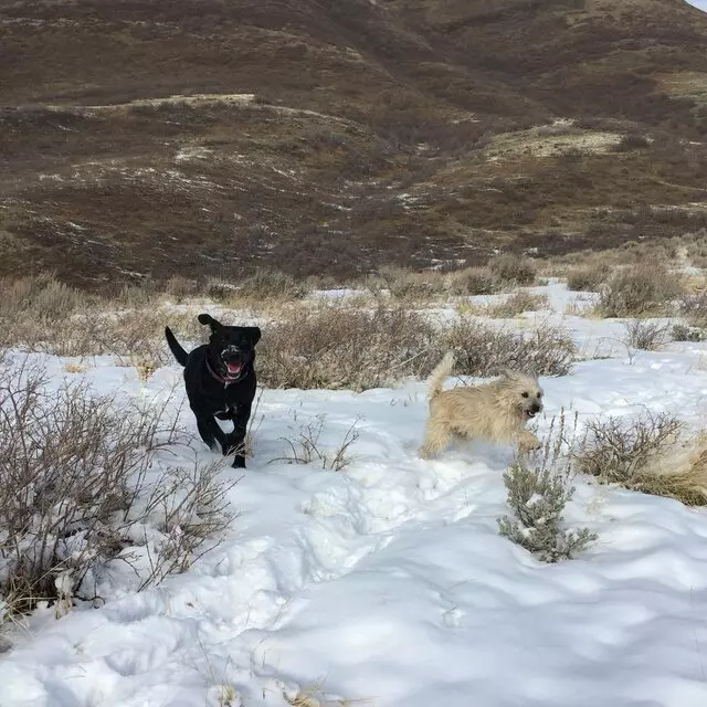 All Good Dogs