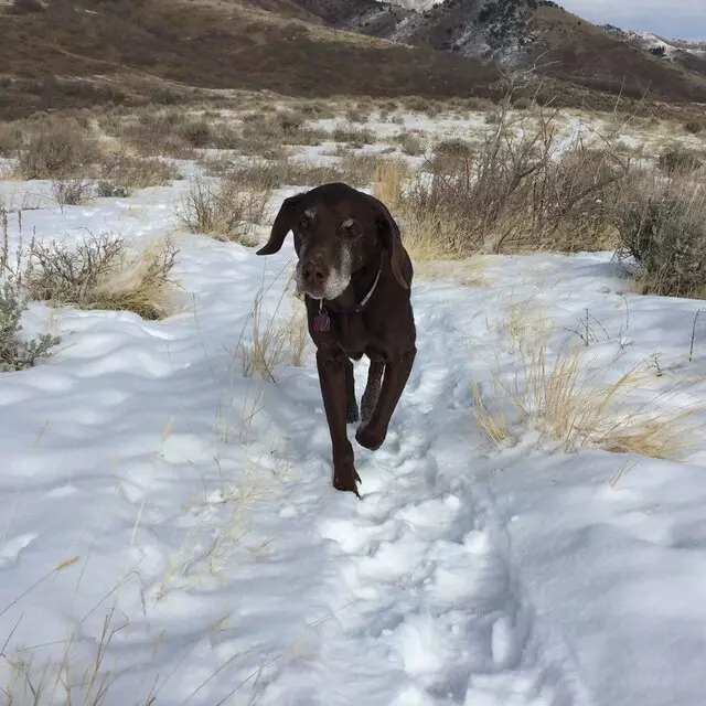 All Good Dogs