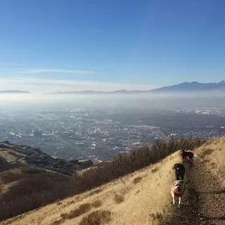 All Good Dogs