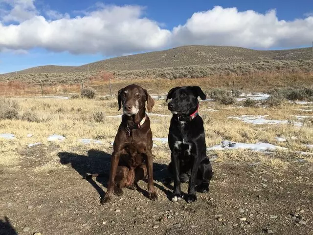 All Good Dogs