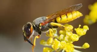 Green Mango Pest Control