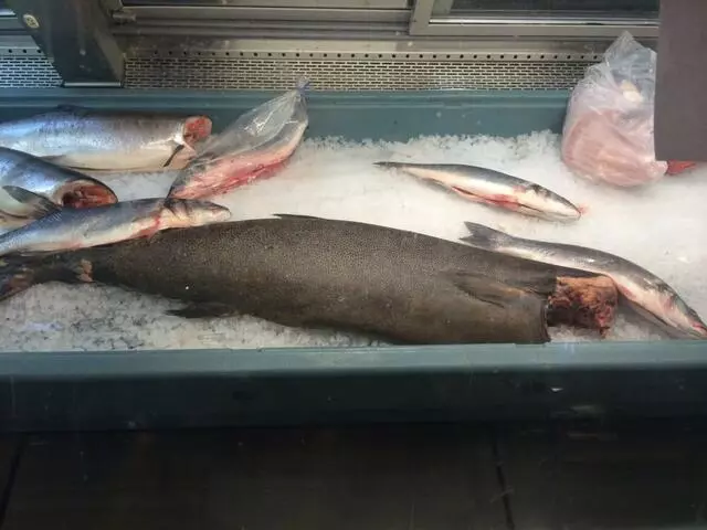 Aquarius Fish Co