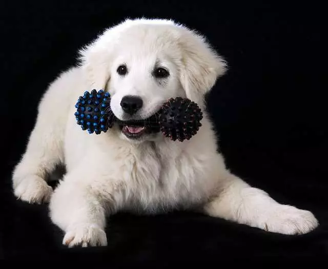 Adam O Pet Photos