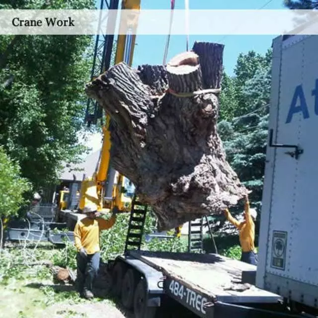 Atlas Tree Service