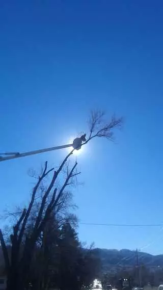 Atlas Tree Service