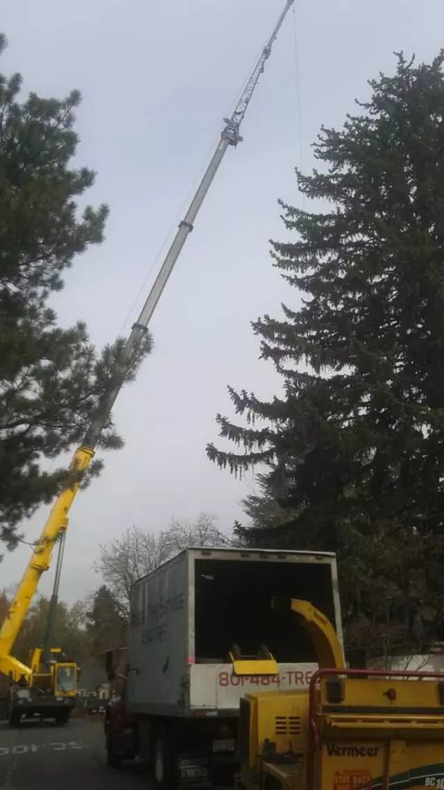 Atlas Tree Service