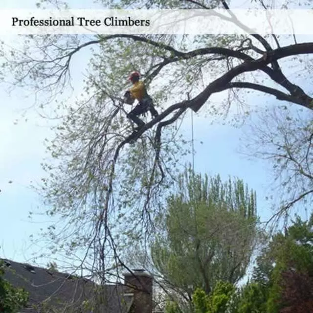 Atlas Tree Service