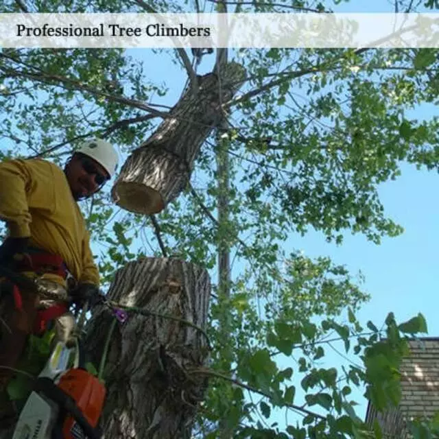 Atlas Tree Service